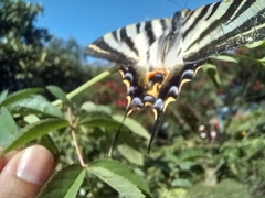 Iphiclides feisthamelii