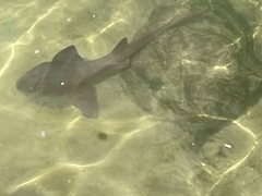 Ginglymostoma cirratum