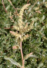 Atriplex tatarica