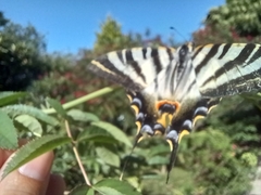 Iphiclides feisthamelii