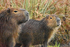 Hydrochoerus hydrochaeris