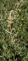 Atriplex tatarica
