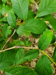 Lyonia ligustrina