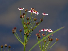 Butomus umbellatus