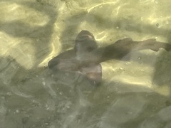 Ginglymostoma cirratum