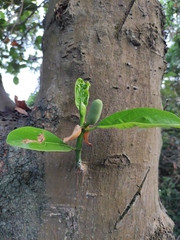 Artocarpus heterophyllus