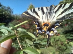 Iphiclides feisthamelii
