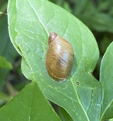 Succineidae