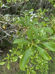 Kalmia