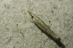 Agriphila geniculea
