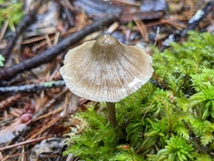 Entolomataceae