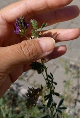 Medicago sativa