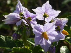 Solanum bonariense