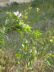 Solanum bonariense