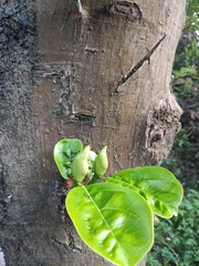 Artocarpus heterophyllus