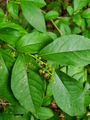 Lyonia ligustrina