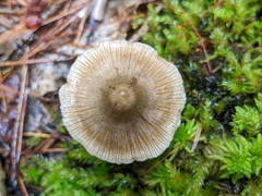 Entolomataceae