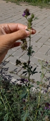 Medicago sativa