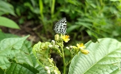 Castalius rosimon