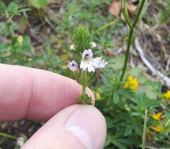 Euphrasia stricta
