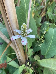 Anemopsis californica