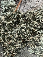 Flavopunctelia soredica