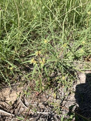Euphorbia davidii