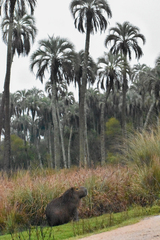 Hydrochoerus hydrochaeris