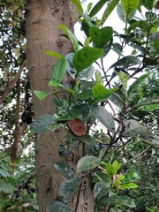 Artocarpus heterophyllus