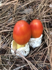 Amanita jacksonii
