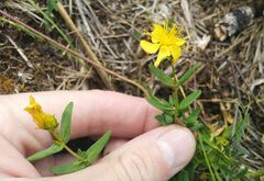 Hypericum elegans