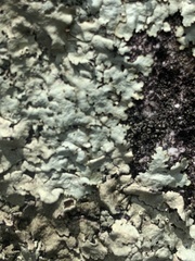 Xanthoparmelia cumberlandia