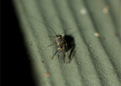 Psocidae