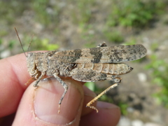 Trimerotropis pallidipennis