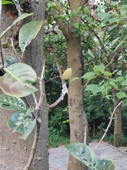 Artocarpus heterophyllus