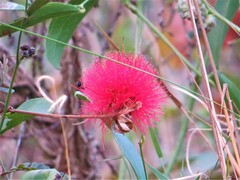 Calliandra dysantha