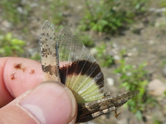 Trimerotropis pallidipennis