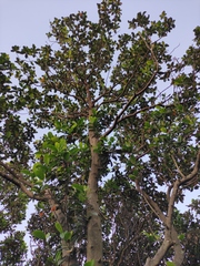 Artocarpus heterophyllus