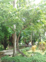Annona reticulata