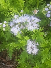 Conoclinium dissectum