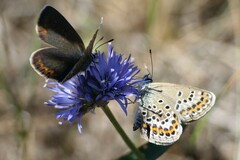 Plebejus