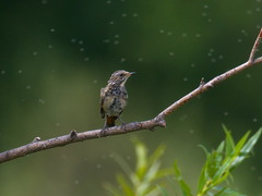Luscinia svecica