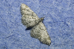 Gymnoscelis rufifasciata