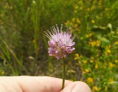 Allium strictum