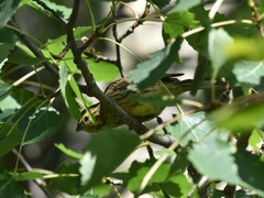 Emberiza citrinella