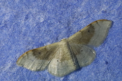 Idaea degeneraria