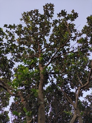 Artocarpus heterophyllus