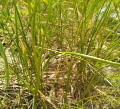 Allium strictum