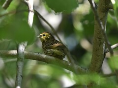Emberiza citrinella