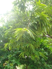 Annona reticulata